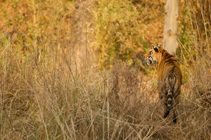 tiger